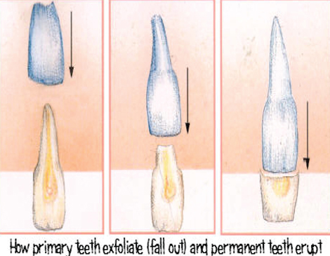 teeth eruption